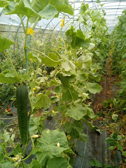 Ferme Au temps de la Source, Ferme Bio à Raon-aux-Bois