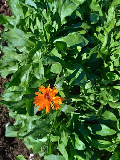 Infusions Terre De Garance, Ferme Bio à Loulle
