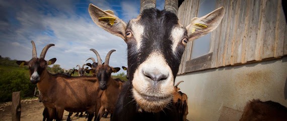 Chèvrerie de Bonifé, Ferme Bio à Avignonet-Lauragais
