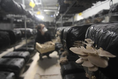 La Cave Agricole, Ferme Bio à Floirac