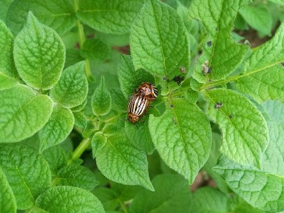 Ferme de la Main au Panier, Ferme Bio à Moëlan-sur-Mer