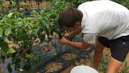 BORDA XURI - Producteur de piment d'Espelette BIO, Ferme Bio à Cambo-les-Bains