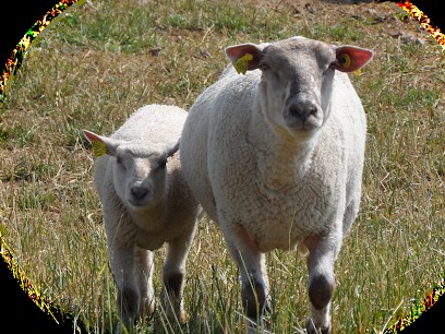 Jardins Bio En Othe, Ferme Bio à Dixmont
