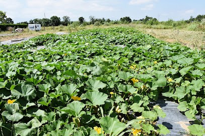 Les Paniers de la Pachamama, Ferme Bio à Saleilles