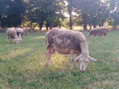 LA HOULETTE Ferme Bergère Fromagère, Ferme Bio à La Devise
