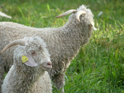 Mohair De L'Erdre, Ferme Bio à Casson