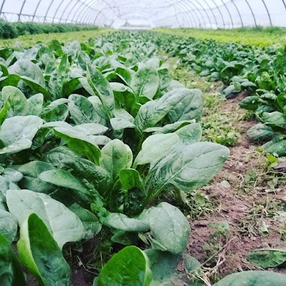 Vincent GAY - Maraicher Biologique 38, Ferme Bio à Saint-Chef