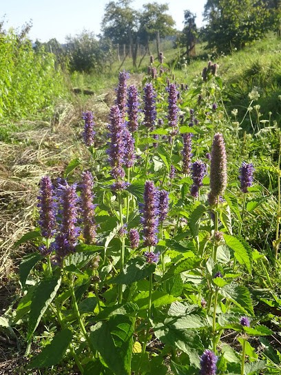 Ferme De La Framboise, Ferme Bio à Saint-Gervais-sous-Meymont