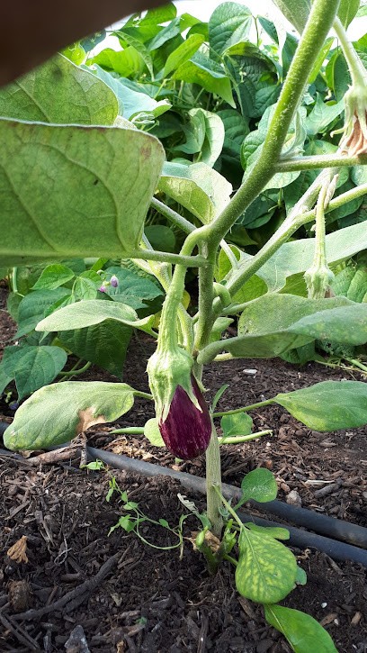 Le potager de Ceignes, Ferme Bio à Ceignes