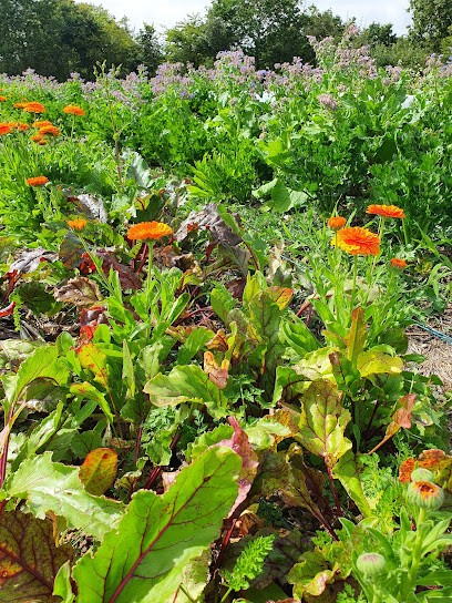 Les Légumes d'Hortense, Ferme Bio à Château-d'Olonne