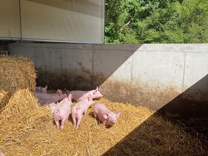 Au Bio Cochon, Ferme Bio à Boqueho