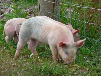Carl Sheard - La Prévôté, Ferme Bio à Bouillé-Ménard