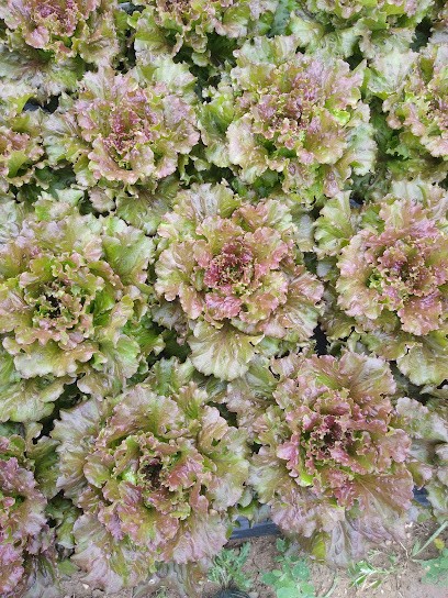 Ferme De La Chesnaie, Ferme Bio à Montjoire