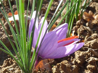FloraSimple, Ferme Bio à Rabastens