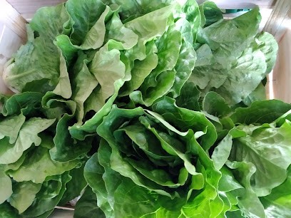 Paniers de la ferme Equiterre-ab, Ferme Bio à Gignac-la-Nerthe