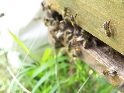 mikela untsain formation apiculture, Ferme Bio à Ascain