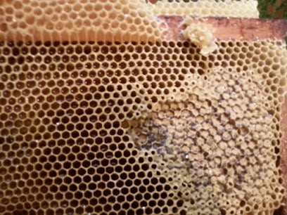 L'oasis des abeilles, Ferme Bio à Caubiac