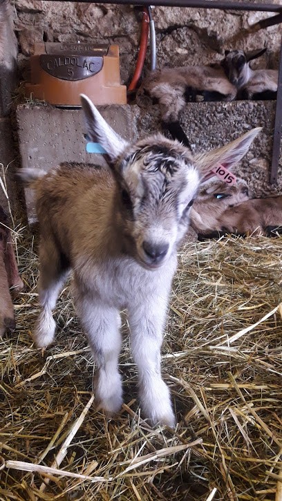La Chevrerie de Noire Combe, Ferme Bio à Chézery-Forens