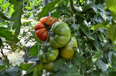 EARL les vergers des cabanes, Ferme Bio à Corbère-les-Cabanes