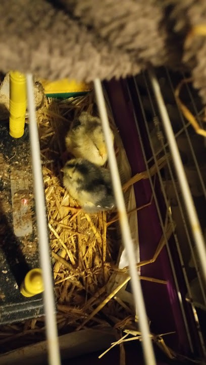 La Ferme Galobio, Ferme Bio à Livarot-Pays-d'Auge