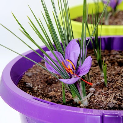 Safran de Pyrène, Ferme Bio à Pamiers