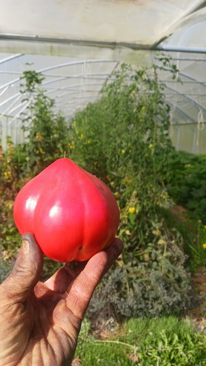 La Ferme des Têtes de Mules, Ferme Bio à Sixt-sur-Aff