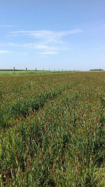 Osier de Thiérache, Ferme Bio à Brunehamel
