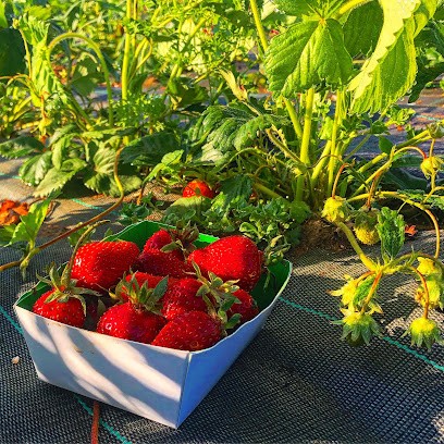 EARL Delporte, Ferme Bio à Picquigny