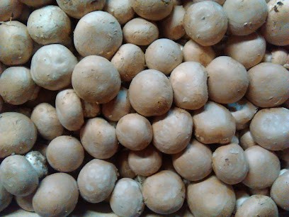 Champignonnière Des Carrières, Ferme Bio à Évecquemont