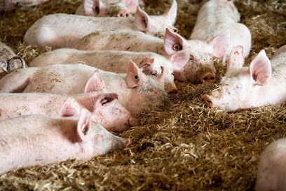 Le Cochon d'Où Don, Ferme Bio à Oudon