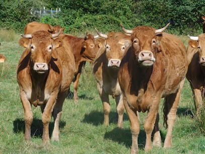FERME BIOLOGIQUE VENTE DIRECTE DE VIANDE BOVINE LA MARE AU POIS, Ferme Bio à Millières