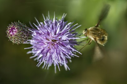 Écoasis, Ferme Bio à Guérande