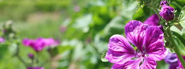 Le Clos Fleuri - Producteurs / récoltants de plantes aromatiques et médicinales biologiques, Ferme Bio à Saint-André-des-Eaux