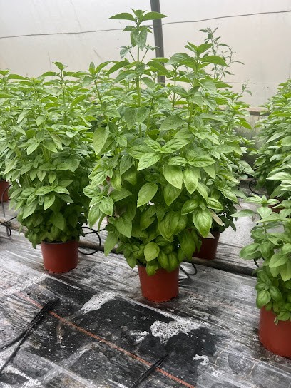 SARL NIRO PERE ET FILLE, Ferme Bio à Saint-Étienne-du-Grès