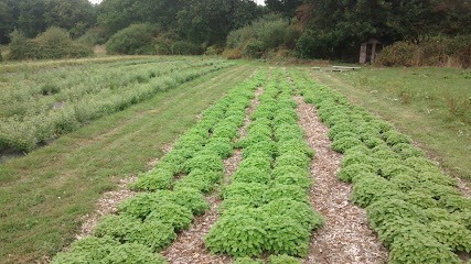 Manfolium, Ferme Bio à Jullouville