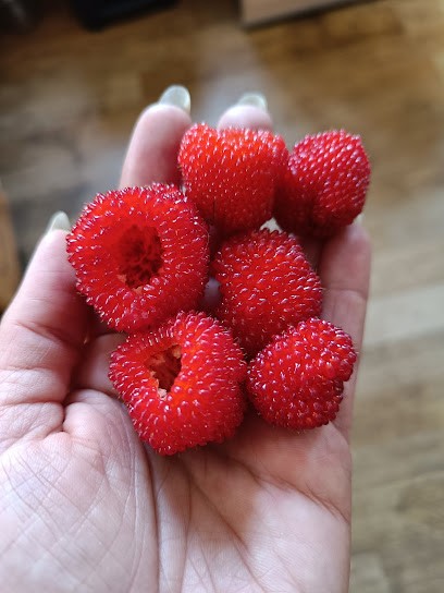 Les jardins NFL, Ferme Bio à Noth