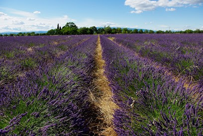 La Dauphine, Lavandin BIO, Ferme Bio à Brunet