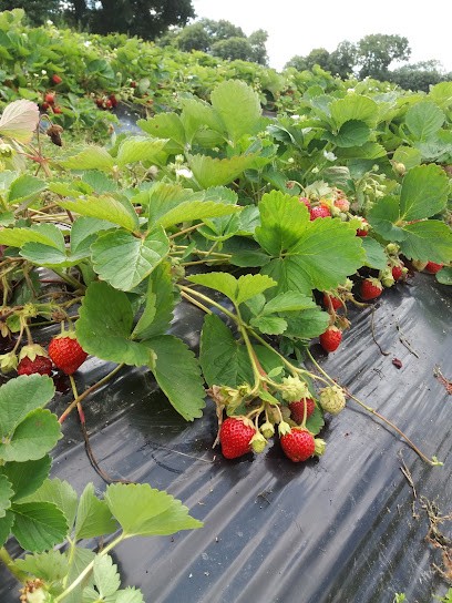 Le Potager d'Agnes, Ferme Bio à Romillé