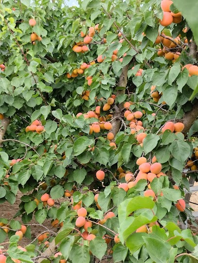 Le Verger Bio de Véronique, Ferme Bio à Rivesaltes