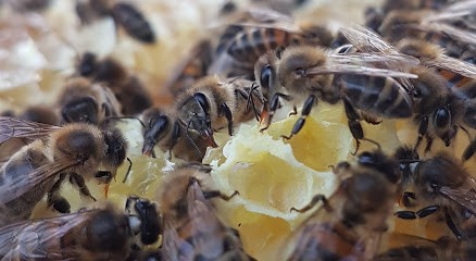 anespourtous, Ferme Bio à Herleville
