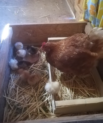 l'Œuf du pic'O, Robin Picco, Ferme Bio à 