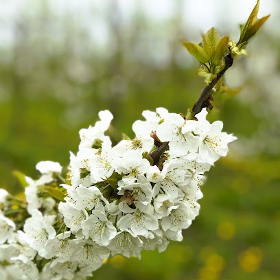 Les Vergers De Méteren - Bio, Ferme Bio à Méteren