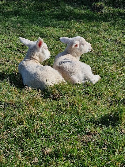 Les Bio Moutons de Marie, Ferme Bio à La Sabotterie