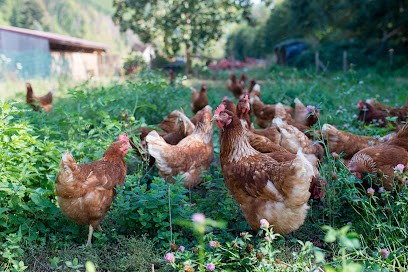 Gaec Les Aviats Bio Ferme Humbert, Ferme Bio à Urbeis