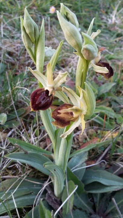 GAEC Du Paulownia, Ferme Bio à Saint-Félix