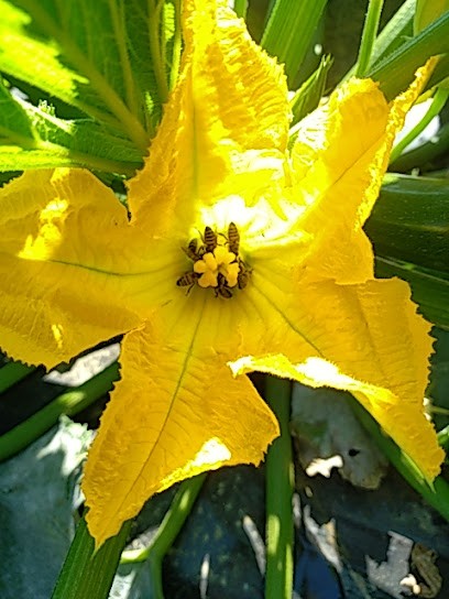 Chez Angel, Iza et Hugo GAEC Aux Légumes De Bouche, Ferme Bio à Pailhès