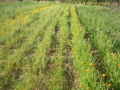 Les Infusées, Ferme Bio au Bignon