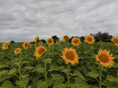 Kiwis Délices, Magasin Bio à Sorde-l'Abbaye