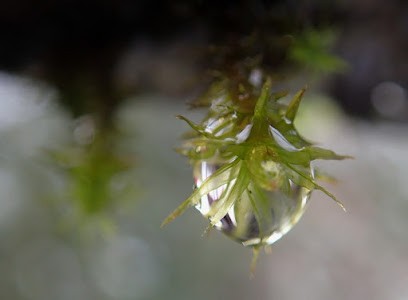 Karkam Safran de Provence, Ferme Bio à Barras